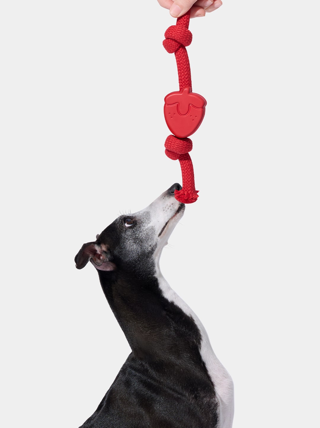 Playful Charm Knot Rope Toy — BERRY — alternative angle
