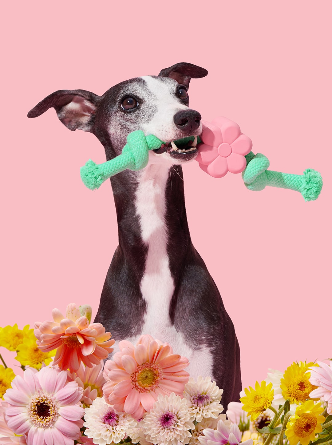 Playful Charm Knot Rope Toy — MEADOW — detail shot
