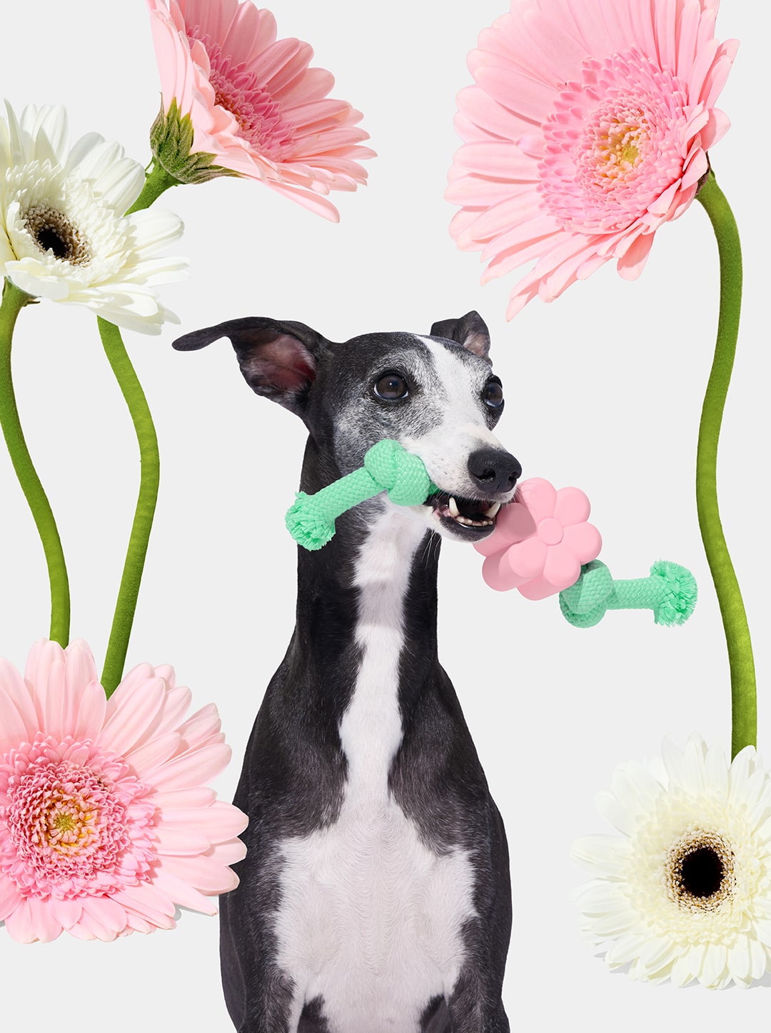 Playful Charm Knot Rope Toy — MEADOW — close-up detail