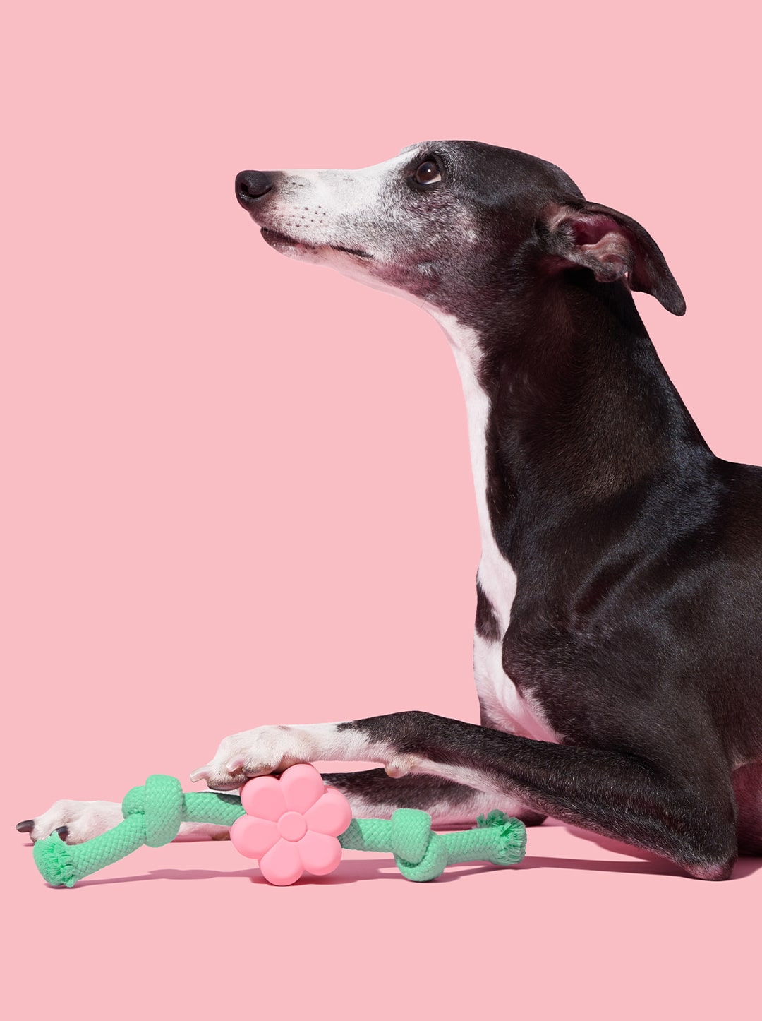 Playful Charm Knot Rope Toy — MEADOW — packaging view