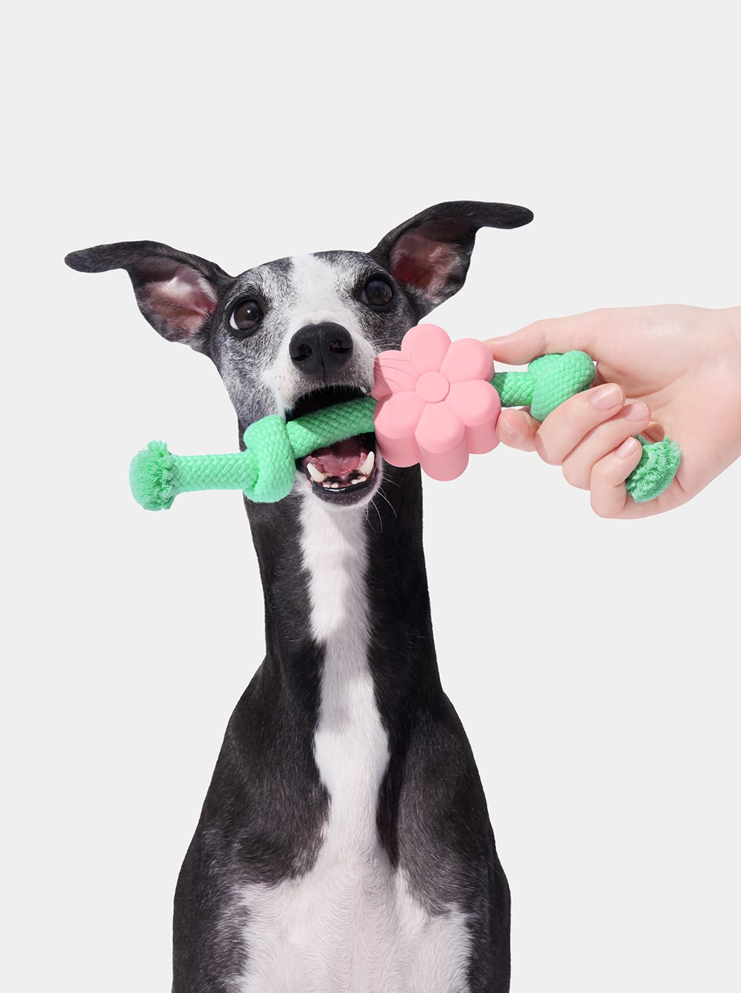 Playful Charm Knot Rope Toy — MEADOW — main product photo