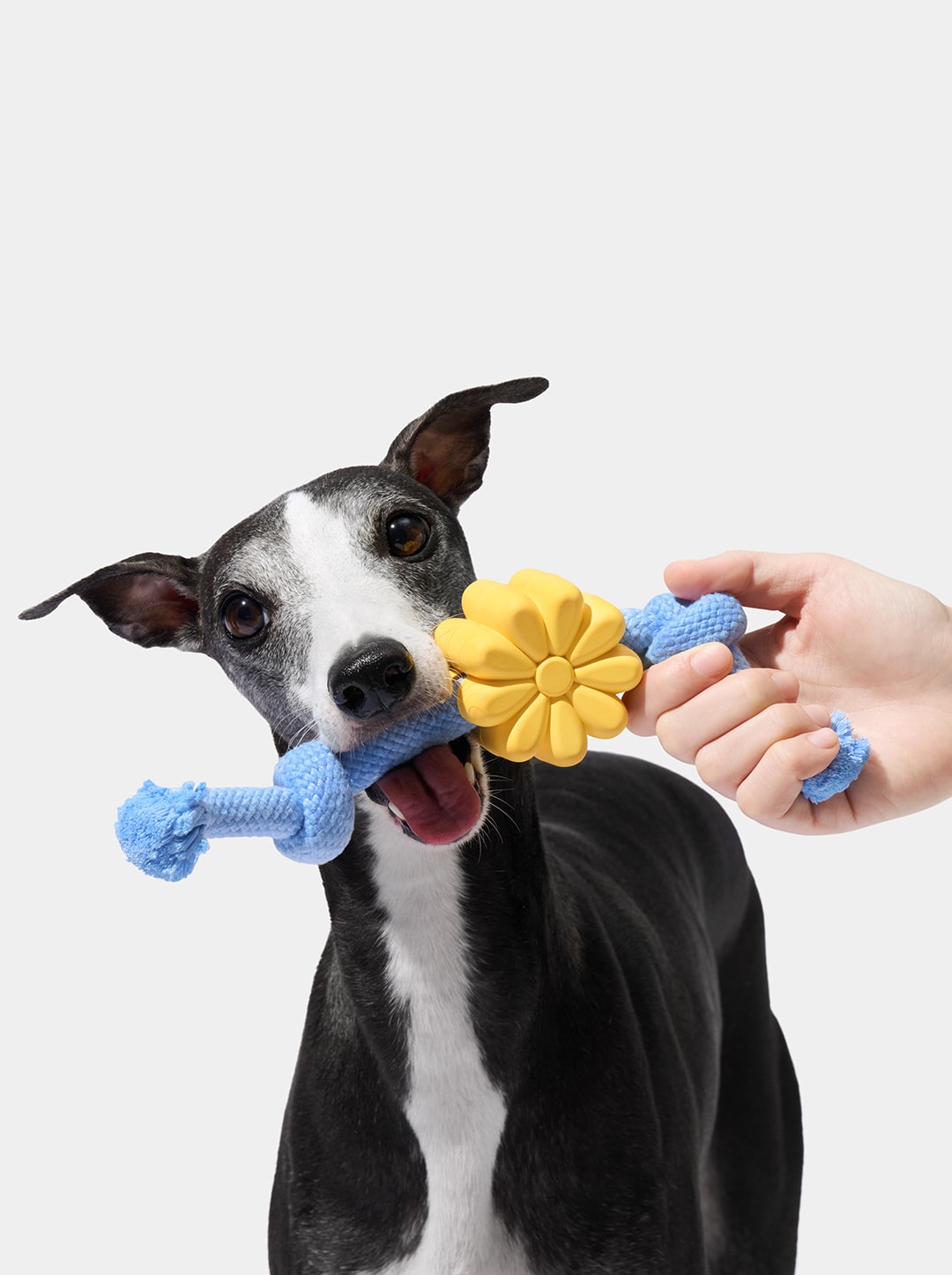 Playful Charm Knot Rope Toy — PETAL — alternative angle