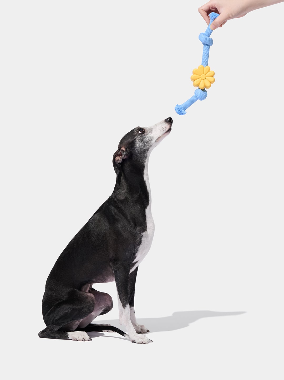 Playful Charm Knot Rope Toy — PETAL — in use