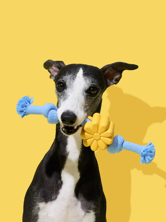 Playful Charm Knot Rope Toy — PETAL — main product photo