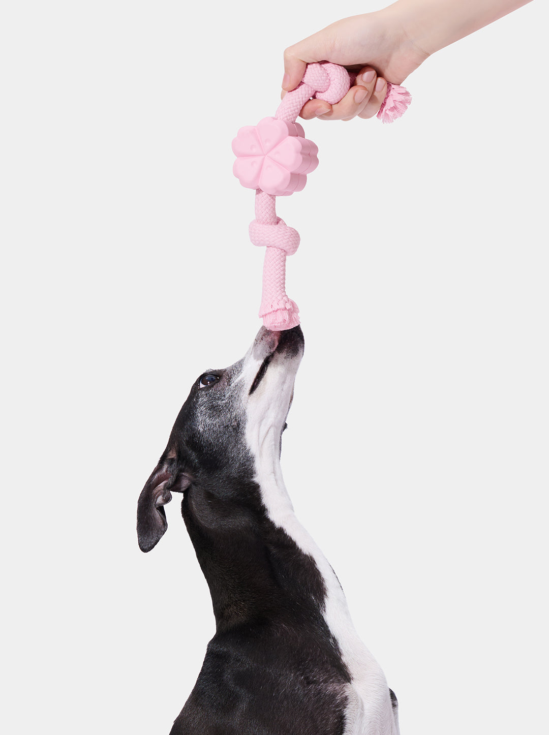 Playful Charm Knot Rope Toy — SAKURA — detail shot