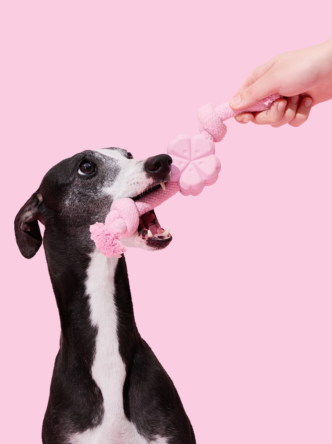 Playful Charm Knot Rope Toy — SAKURA — in use