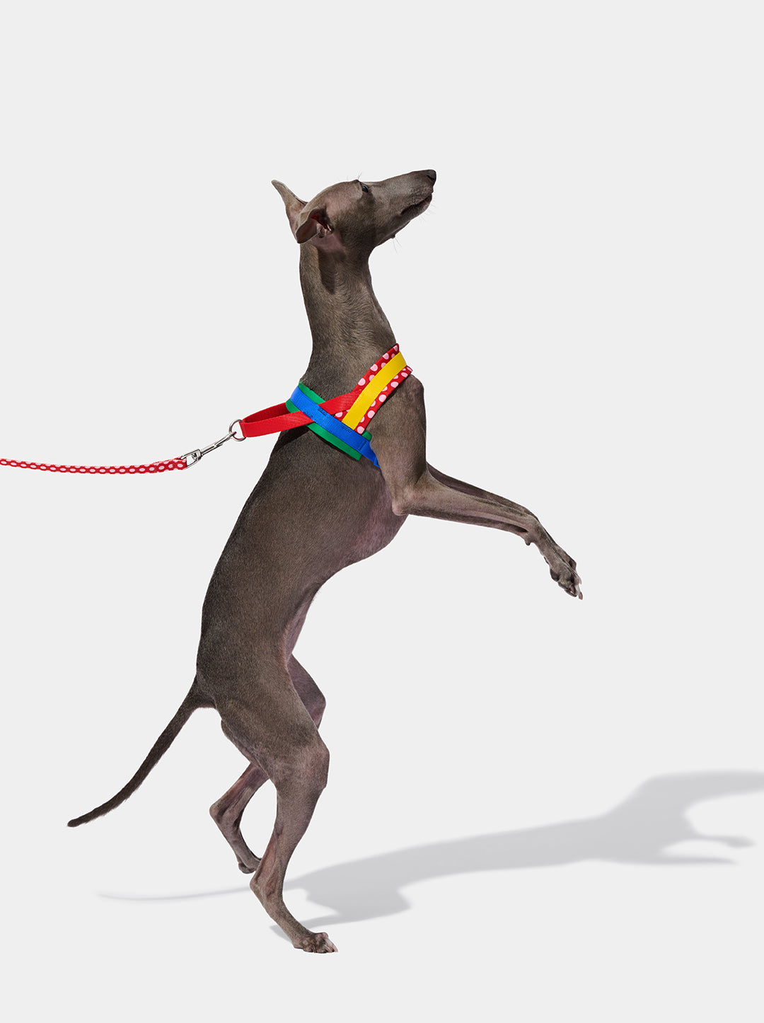 PRISM Pet Harness & Leash Set — PRISM — close-up detail
